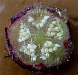  Ovary T.S.-Parietal placentation